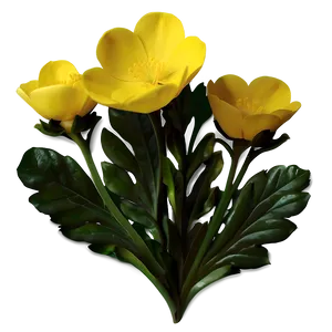 Yellow Buttercup Png 24 PNG image