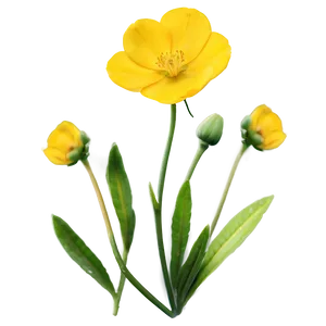 Yellow Buttercup PNG Eja PNG