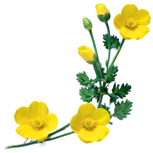 Yellow Buttercup PNG Tff83 PNG