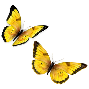 Yellow Butterflies PNG 05232024