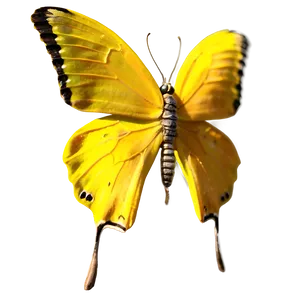 Yellow Butterfly A PNG image