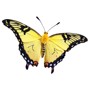 Yellow Butterfly Close-up PNG 60 PNG