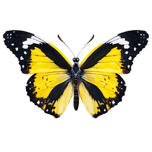 Yellow Butterfly D PNG image