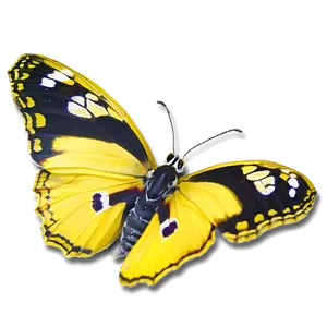 Yellow Butterfly Duo PNG 81