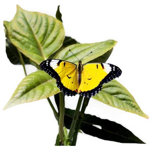 Yellow Butterfly In Garden PNG 99