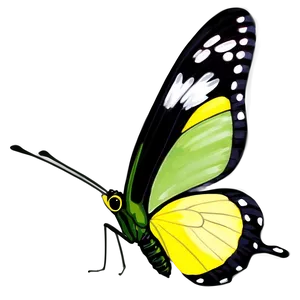 Yellow Butterfly With Green Background PNG Dbc87 PNG