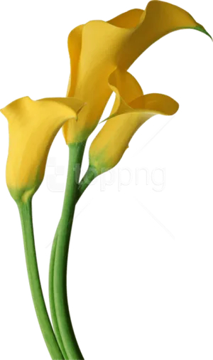 Yellow Calla Lilies Transparent Background PNG image