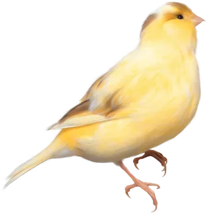 Yellow Canary Illustration PNG image