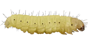 Yellow Caterpillar Black Background