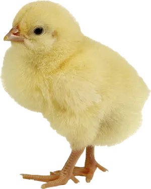 Yellow Chick Standing Isolated PNG image