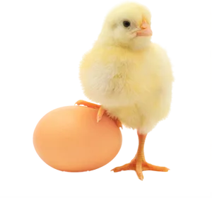 Yellow Chick Standingon Egg