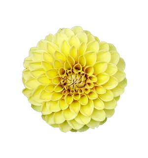 Yellow Dahlia Black Background