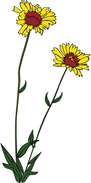 Yellow Daisies Vector Illustration PNG image