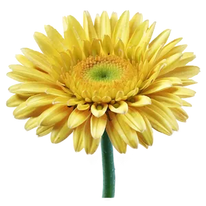 Yellow Daisy And Blue Sky PNG 06292024 PNG