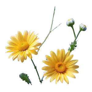 Yellow Daisy And Blue Sky PNG 87 PNG