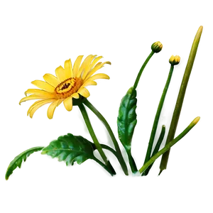 Yellow Daisy D PNG image