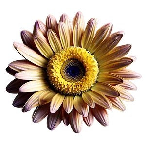 Yellow Daisy Eco-friendly Theme PNG 06292024 PNG