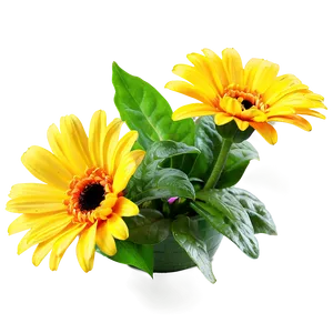 Yellow Daisy Floral Arrangement PNG 06292024