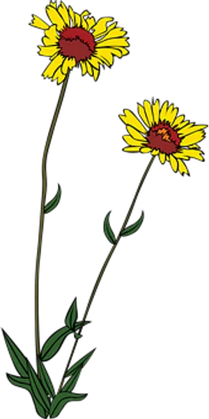 Yellow Daisy Illustration