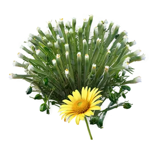 Yellow Daisy In Landscape PNG Dfe