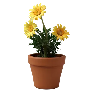 Yellow Daisy In Pot PNG 90