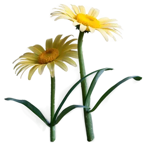 Yellow Daisy In Sunshine PNG 06292024