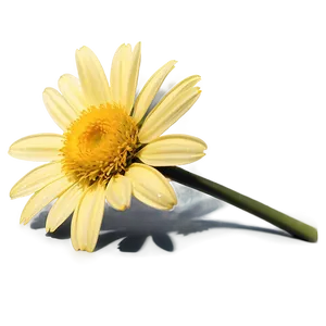 Yellow Daisy In Sunshine PNG 64