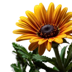 Yellow Daisy In Sunshine PNG Ibd