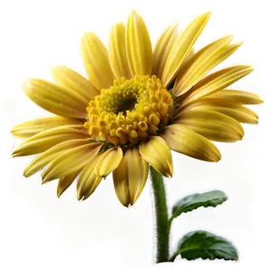 Yellow Daisy In Sunshine PNG Xtd67 PNG