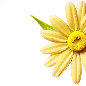 Yellow Daisy Macro Shot PNG 39 PNG