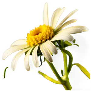 Yellow Daisy Macro Shot PNG 58