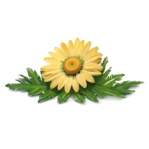 Yellow Daisy Minimalist Design PNG 06292024