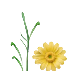 Yellow Daisy Minimalist Design PNG 17 PNG