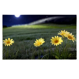Yellow Daisy Night Scene PNG 61 PNG