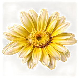 Yellow Daisy Petals Close-up Png Hrx62 PNG image