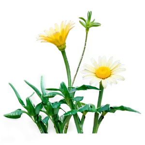 Yellow Daisy Png 15 PNG image