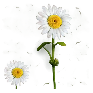 Yellow Daisy Png 64 PNG image