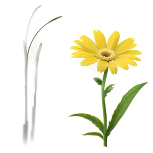 Yellow Daisy Silhouette PNG 06292024