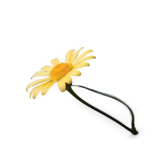 Yellow Daisy Soft Focus PNG Cto PNG