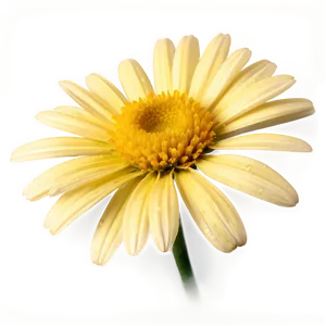 Yellow Daisy Vintage Style PNG 06292024