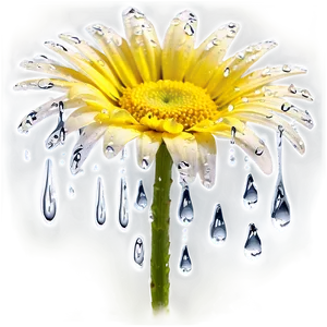 Yellow Daisy With Dew Drops Png 06292024 PNG image