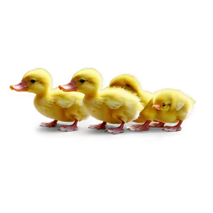 Yellow Duckling Cartoon PNG Qgd