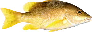 Yellow Fish Isolatedon Transparent Background.png