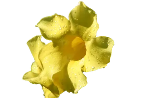 Yellow Flowerwith Water Droplets.png