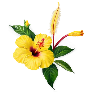 Yellow Hibiscus Png Kpm20 PNG image