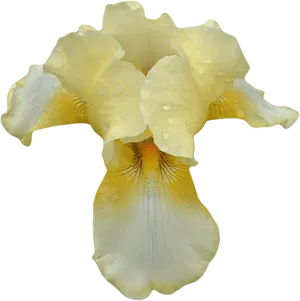 Yellow Iris Flower Transparent Background PNG