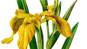 Yellow Iris Illustration PNG image