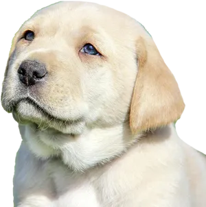 Yellow Labrador Puppy Portrait PNG image