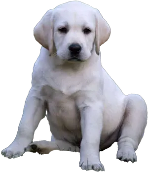 Yellow Labrador Puppy Sitting PNG image