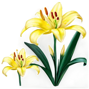 Yellow Lilies Png 26 PNG image